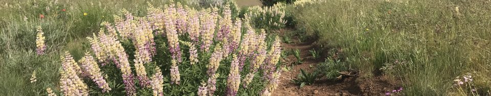 Willow Ridge viewed from Peak 5208.