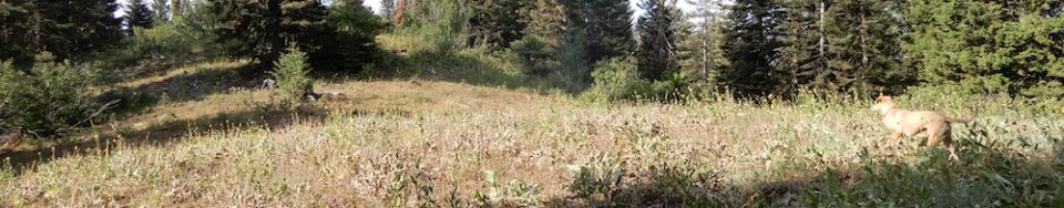 The summit area of Peak 5980. John Platt Photo
