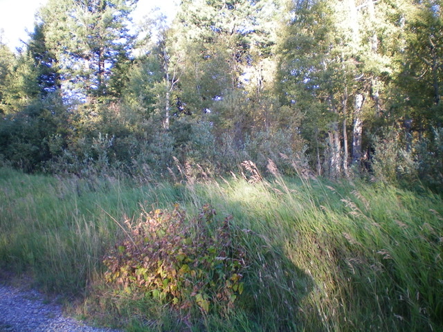 The thick forest/brush of the summit area of Peak 5950 as viewed from the nearby powerline service road. Livingston Douglas Photo
