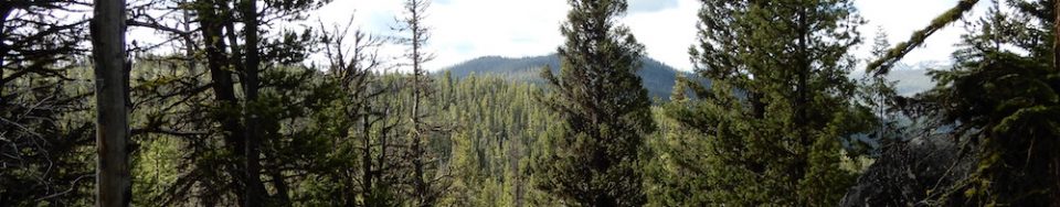 Ruby Mountain, behind the tree. John Platt Photo