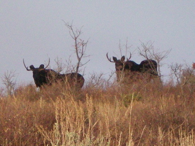 Two moose-deer hybrids on the east spur of Point 6913, just off the summit ridge of Peak 6945. Those ain't moose antlers! Livingston Douglas Photo