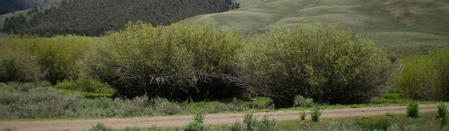 Peak 9863 as viewed from Burma Road at Corral Creek. The summit is the highest hump just right of center. The north ridge route comes up from just left of the photo and climbs over the forested hump (just left of center) and continues rightward to the summit. Pic #206: Looking up the north ridge of Peak 9863 from the 9300-foot level. The summit is the open hump well right of center. Livingston Douglas Photo