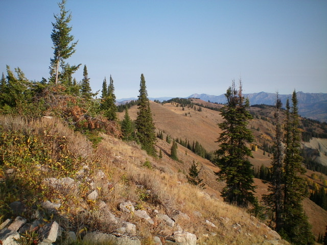Looking south along the ridge line from the true summit of Black Mountain. The antenna-clad south summit is in the distance. Pic #947: Looking north along the ridge line from the true summit of Black Mountain. Livingston Douglas Photo