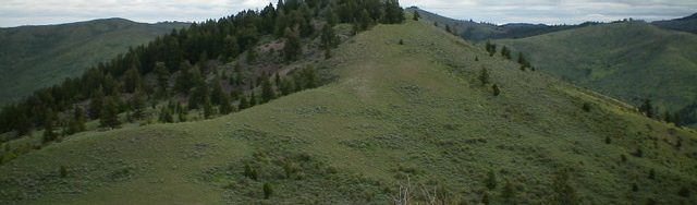 Peak 7042 as viewed from Point 6972 to its southwest. The gentle, upper southwest ridge is coming at the camera. The summit is semi-forested and is in dead-center. Livingston Douglas Photo