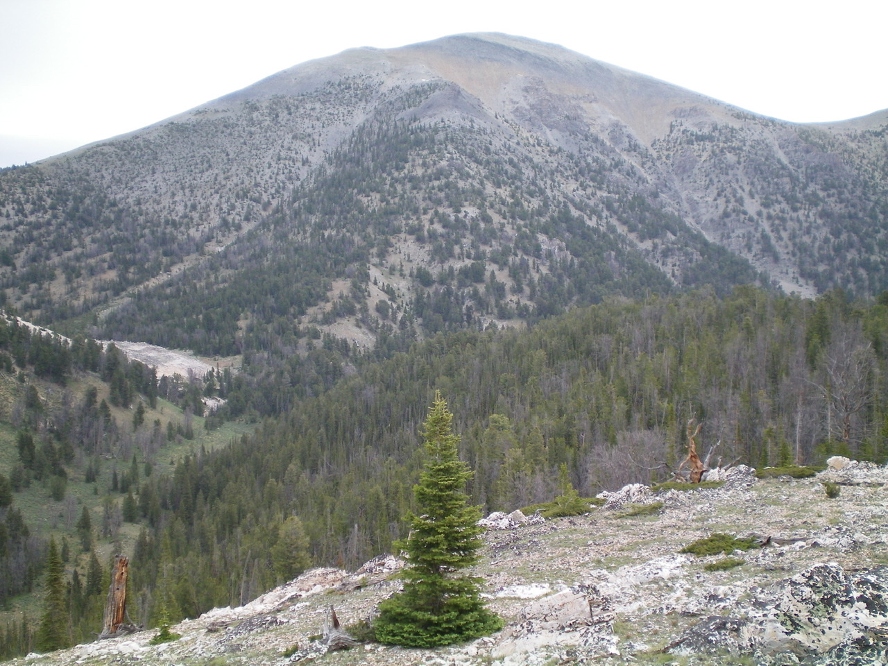 The upper Southeast Ridge (dead-center and forested) of Sheep Mountain, as viewed from the Northeast Ridge of Peak 9188. Higher up, it jogs L then jogs R to reach the summit area. Livingston Douglas Photo