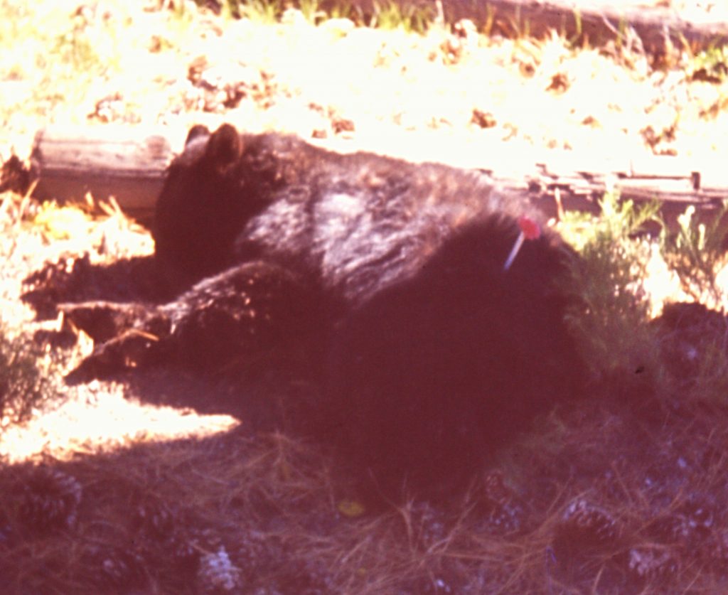 One more bear for the study.