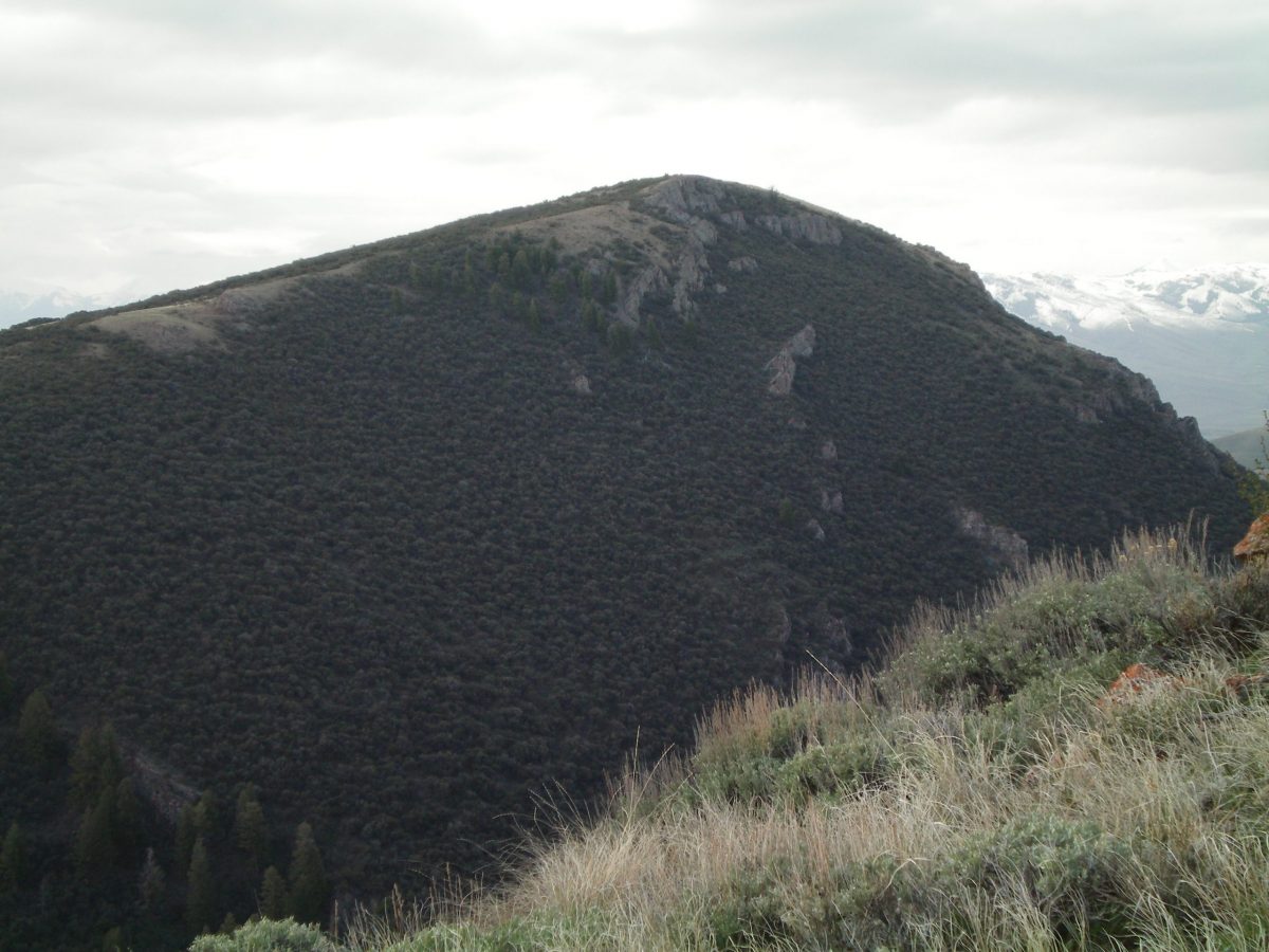 The rugged, thickly-forested NW Face of Peak 8454 as viewed from the East Spur of Peak 8923. The left skyline is a profile of the North Ridge. The snow-capped Lost River Range is in the background right. Livingston Douglas Photo