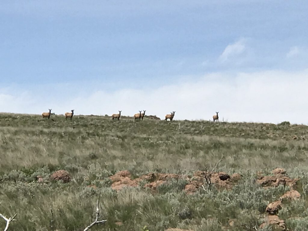 Ten Elk.