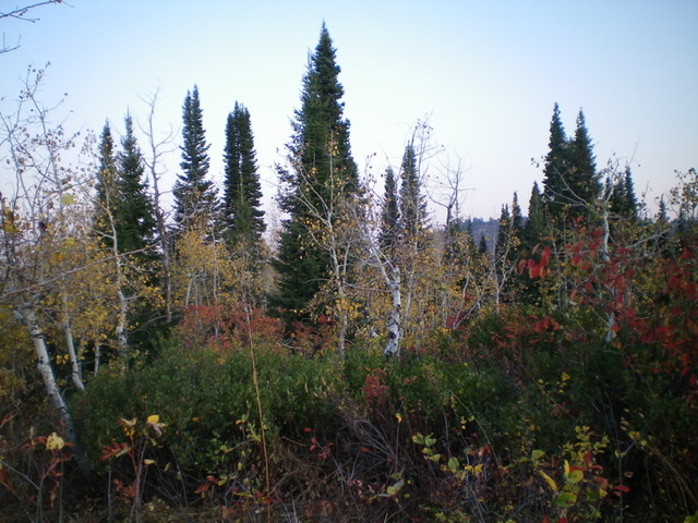 Another view of the summit area of Peak 7660, looking north at the nearby pine forest. Livingston Douglas Photo