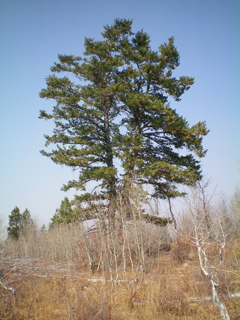 This massive pine tree is the high point of Peak 7288. Climb it and you might actually get a view. Livingston Douglas Photo