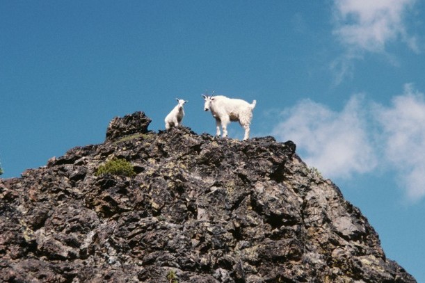 Goats 7 Devils