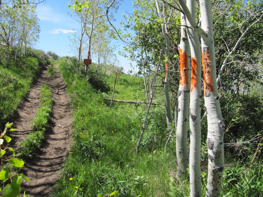 Orange Trespass Blaze
