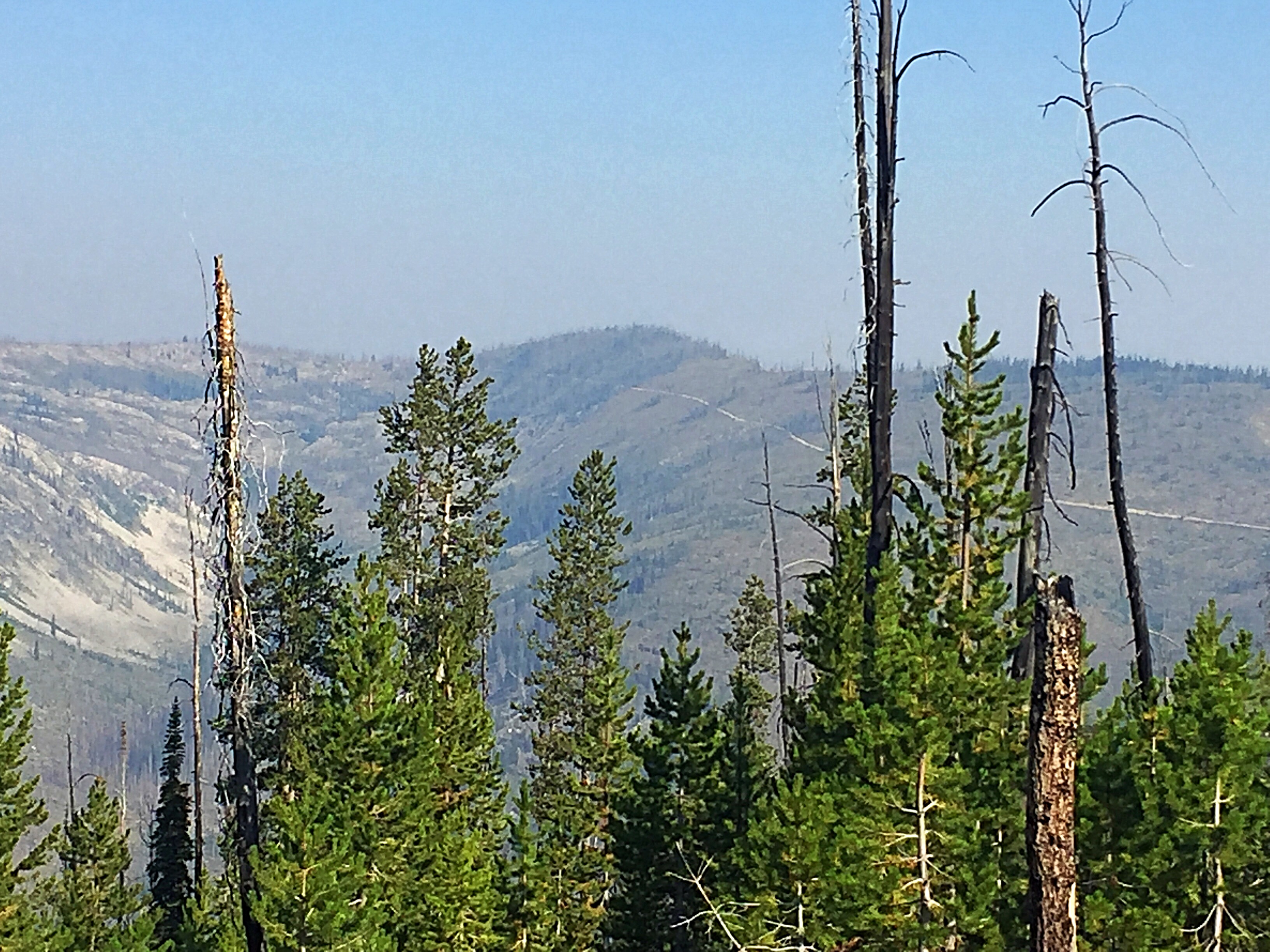 The burned forest is measured in square miles, not acres. When I drove the road in 1985 there were view vistas because the thick forest hid the road. Now you can see the road stretching out ahead of you for miles.