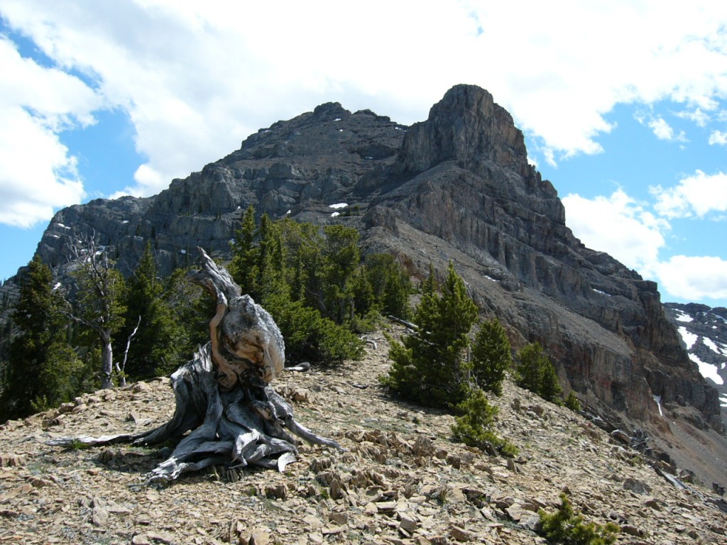 Above treeline the route opens up.