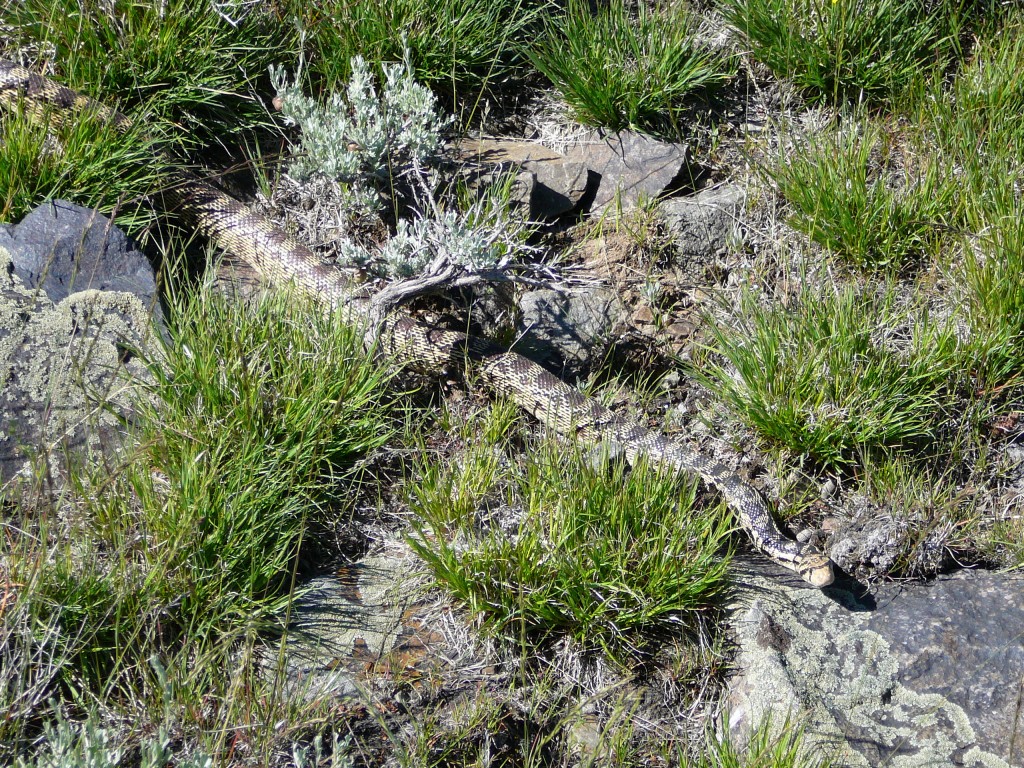 A harmless, but large, resident of Old Tom's south ridge.