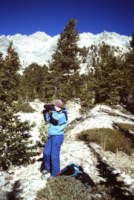 The drainage was not filled with debris when I climbed it in 1990. The drainage soon opens up and crosses into an area dominated by pines and firs.