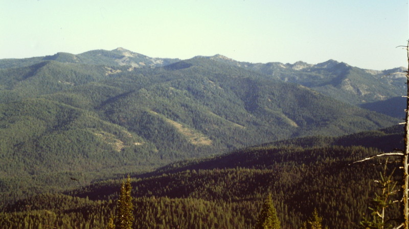 How many of these trees have survived the effects of recent forest fires? Another view from Stolle Peak.