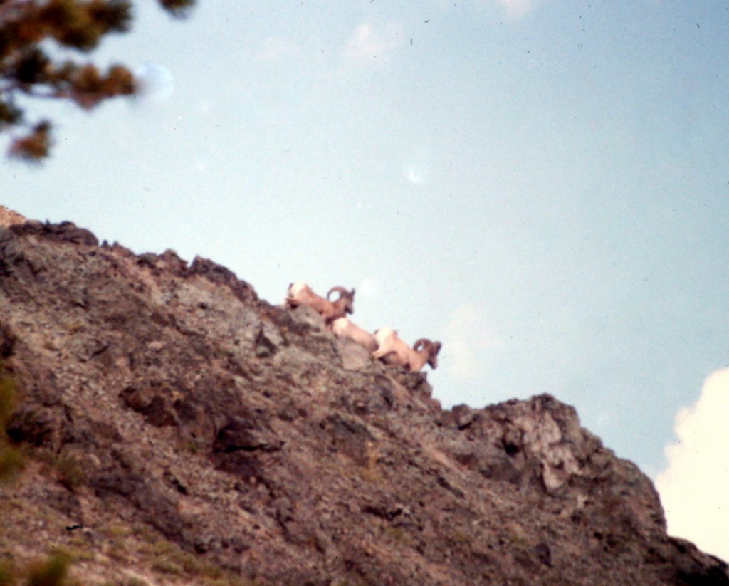 Bighorn sheep on Jordan's south ridge.