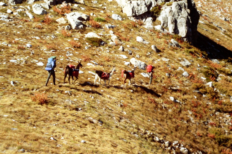 A llama train crossing Jesse Pass in 1988.