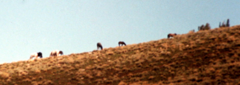Wildhorses on Lone Pine Peak's lower slopes.