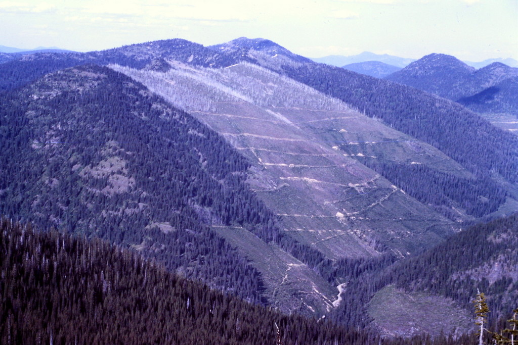 This picture was taken in 1984. The giant clearcut shown is just one of many. It demonstrates the pressures placed on these mountains by resource extractors.