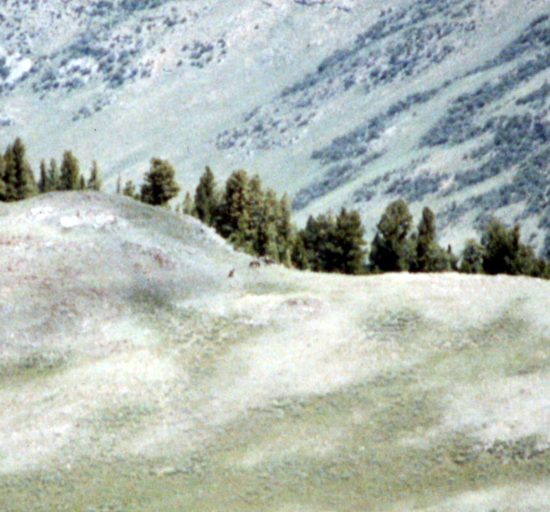 Anderson Peak is a good spot to see wild horses and Elk in June. They are a long way off but several elk are crossing this ridge.