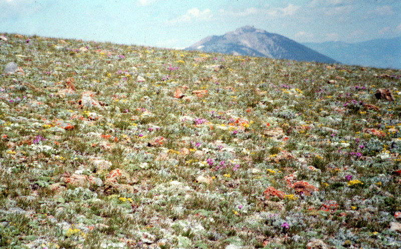 Did I mention wild flowers in June? I should have.