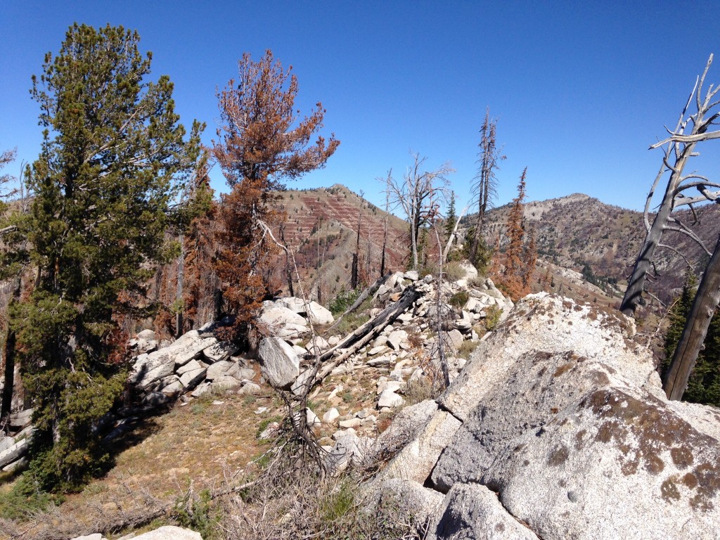 The summit is a mix of granite and burned and living trees. This peak was burned over in 2012. In the background Peak 9037 is on the left and the Fiddlers Perch is on the right.
