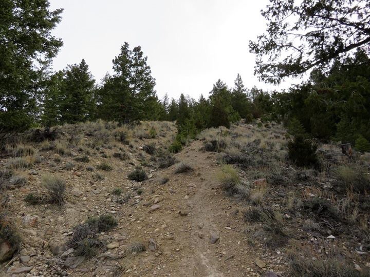 The lower sections of the route follow a trench made many years before by teams of horses dragging out logs. Photo - Dan Paulson