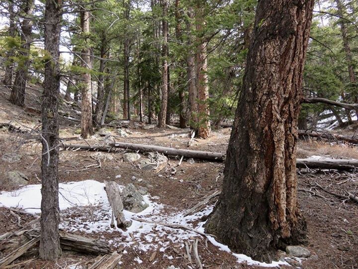 Higher up on the mountain you will find good size Ponderosa pine that escape the loggers. Photo - Dan Paulson