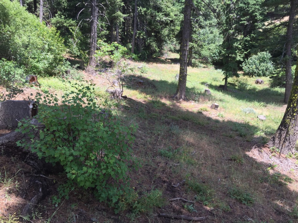This is the view at the point where the game trail leaves the road. The game trail runs up the middle of this photo.
